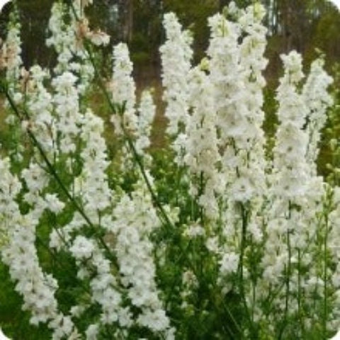Larkspur Seeds - Sublime White