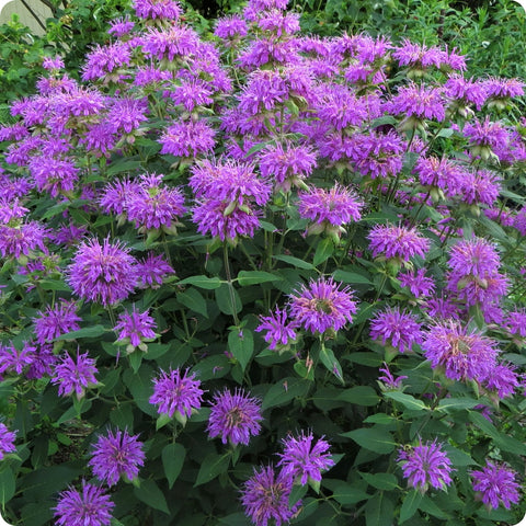 Wild Bergamot - Purple Flowers