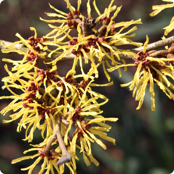 Witch Hazel Seeds - North American
