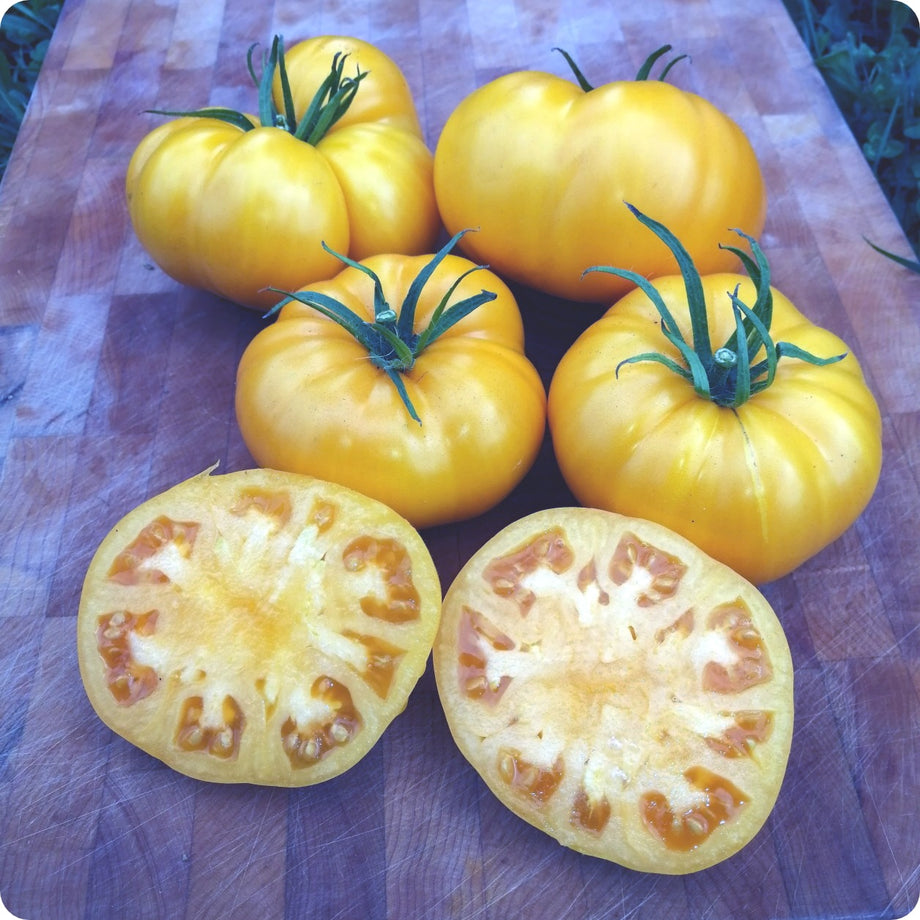 Brandywine, Yellow - Slicer Tomato Seeds – The Incredible Seed