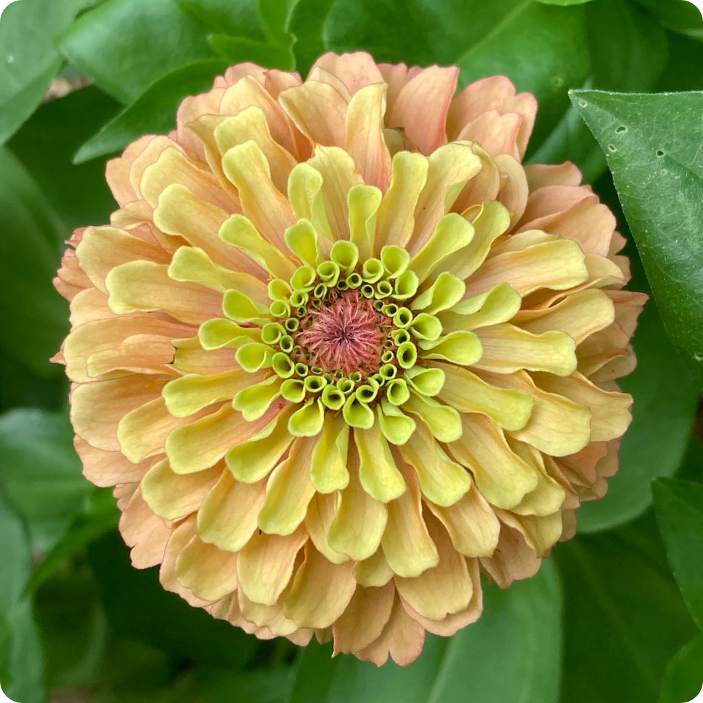 Zinnia Seeds - Queeny Lime with Blush - Heirloom Untreated NON-GMO From ...