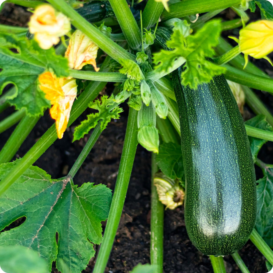 zucchini plant seeds Zucchini Seeds