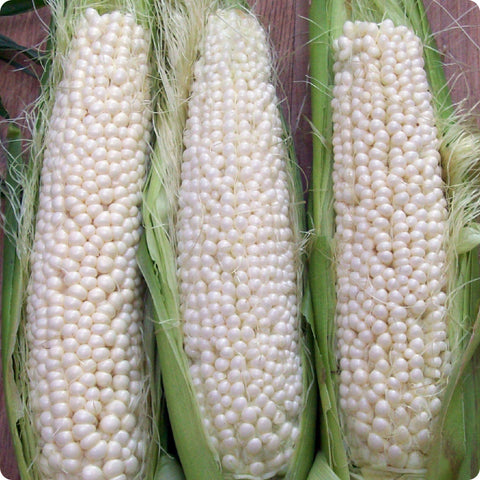 Corn Seeds - Country Gentleman