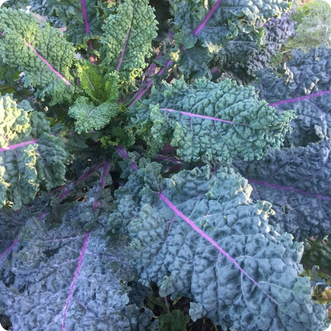 Kale Seeds - Rainbow Lacinato